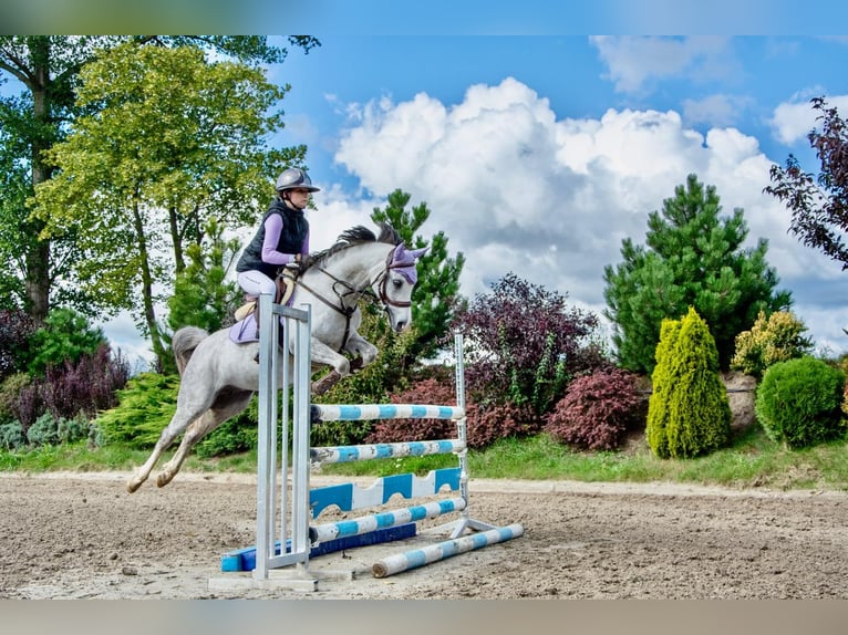 Welsh-C Stute 8 Jahre 135 cm Apfelschimmel in Żnin