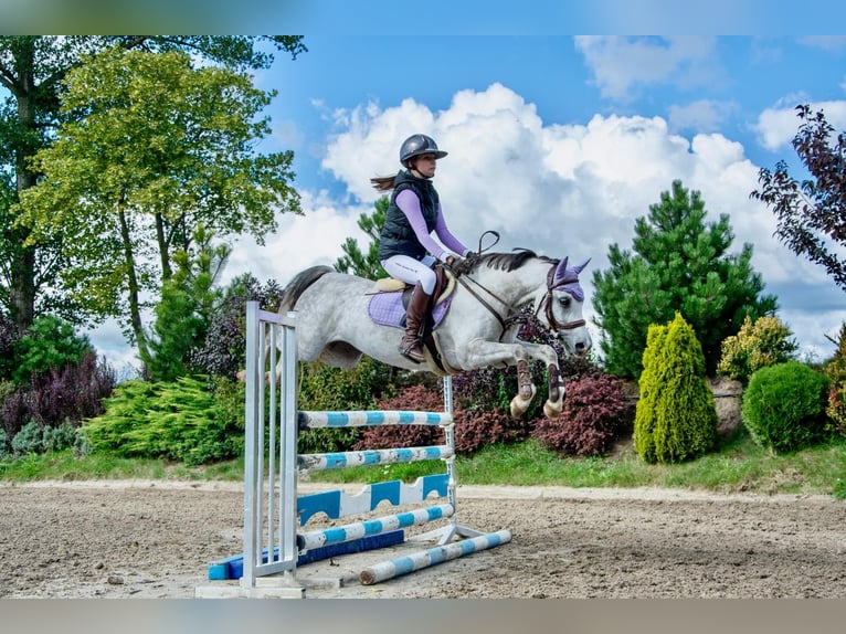 Welsh-C Stute 8 Jahre 135 cm Apfelschimmel in Żnin