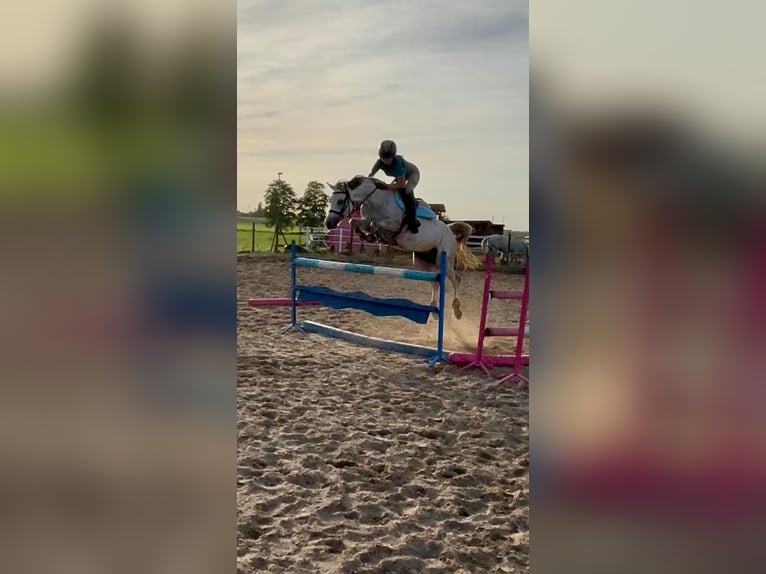 Welsh-C Stute 8 Jahre 135 cm Apfelschimmel in Żnin