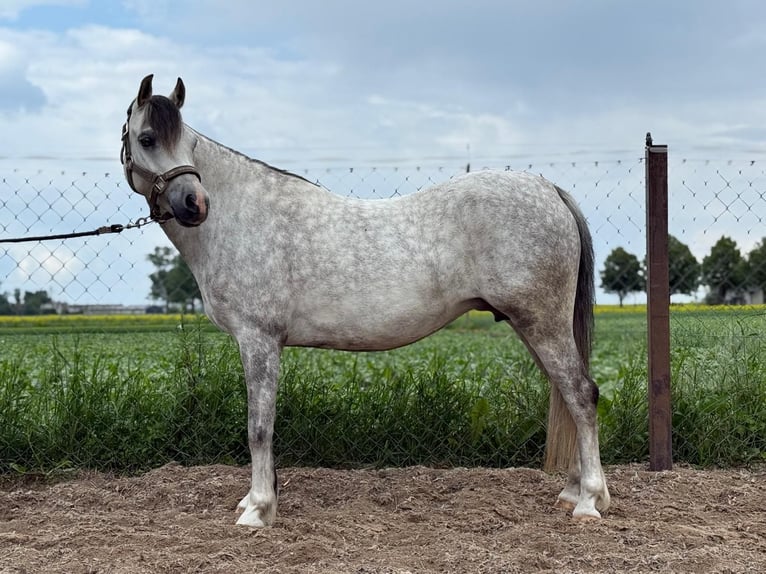 Welsh-C Stute 8 Jahre 135 cm Apfelschimmel in Żnin