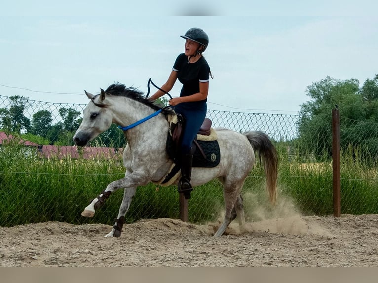 Welsh-C Stute 8 Jahre 135 cm Apfelschimmel in Żnin