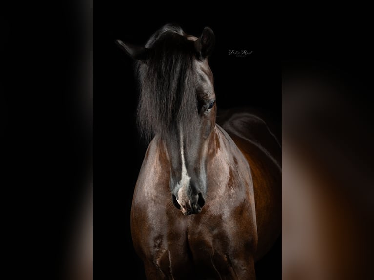 Welsh-C Stute 8 Jahre 136 cm Rappe in Etten-Leur