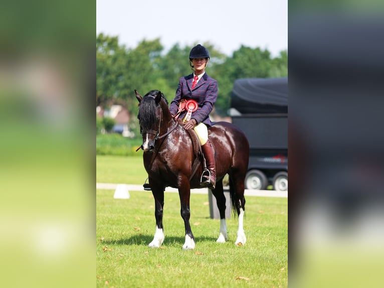 Welsh-C Stute 8 Jahre 136 cm Rappe in Etten-Leur