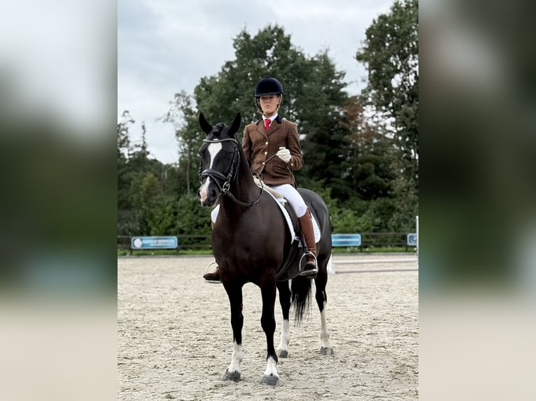 Welsh-C Stute 8 Jahre 136 cm Rappe in Etten-Leur