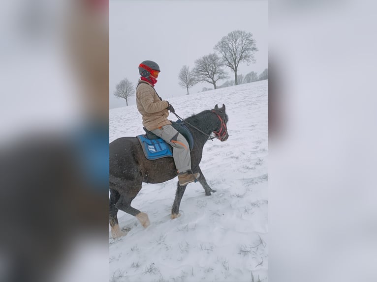 Welsh-C Mix Stute 8 Jahre 140 cm Rappe in Pockau