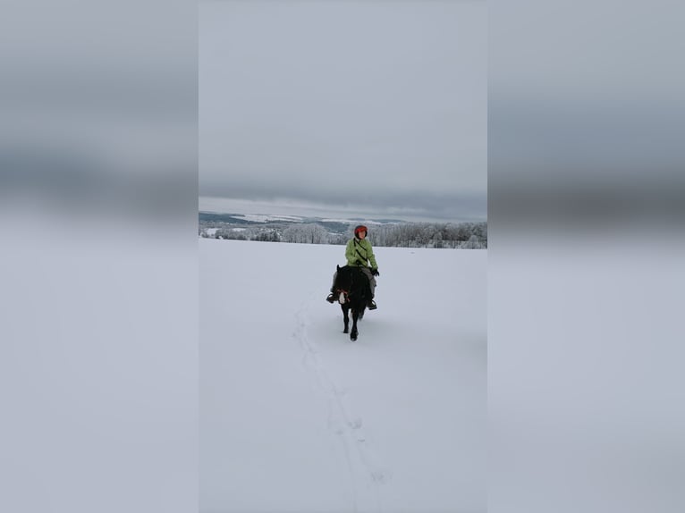 Welsh-C Mix Stute 8 Jahre 140 cm Rappe in Pockau