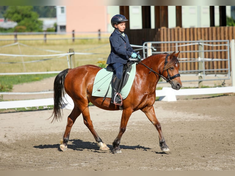 Welsh-C Stute 9 Jahre 130 cm Brauner in Drobollach