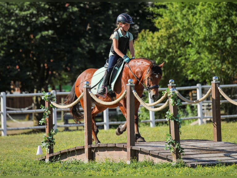 Welsh-C Stute 9 Jahre 130 cm Brauner in Drobollach