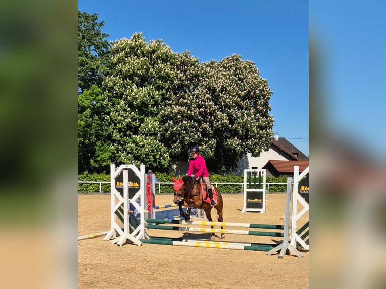 Welsh-C Stute 9 Jahre 130 cm Brauner in Drobollach