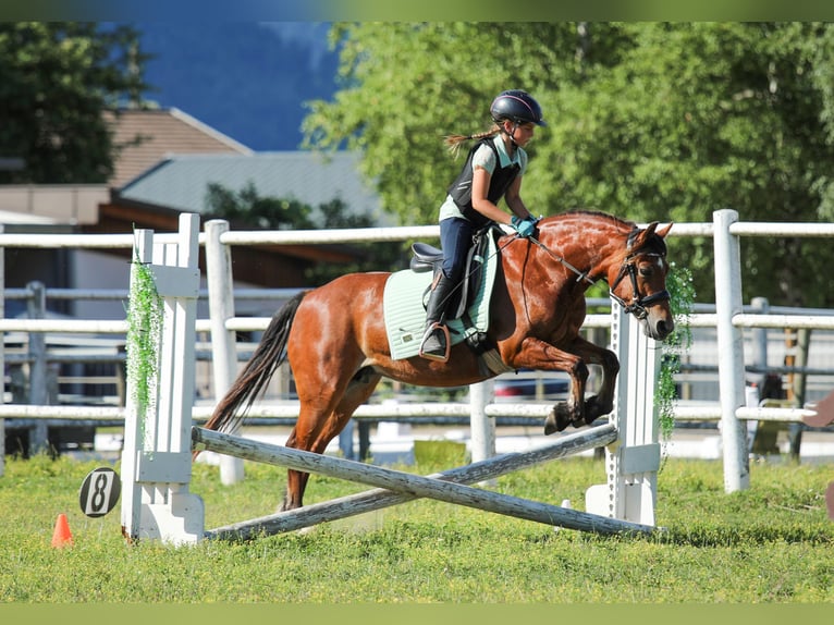 Welsh-C Stute 9 Jahre 130 cm Brauner in Drobollach