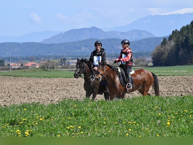 Welsh-C Stute 9 Jahre 130 cm Brauner in Drobollach