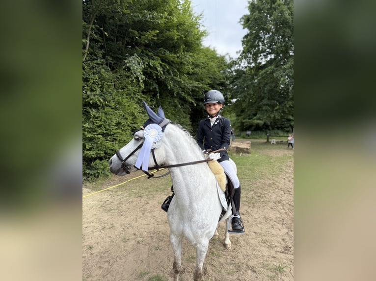 Welsh-C Stute 9 Jahre 130 cm Schimmel in Uedem