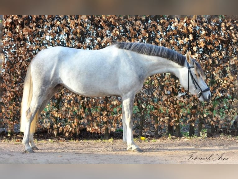 Welsh-C Stute 9 Jahre 130 cm Schimmel in Uedem