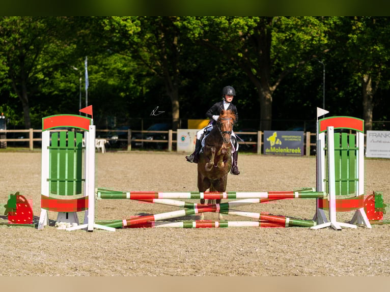 Welsh-C Stute 9 Jahre 132 cm Dunkelfuchs in Ossenisse
