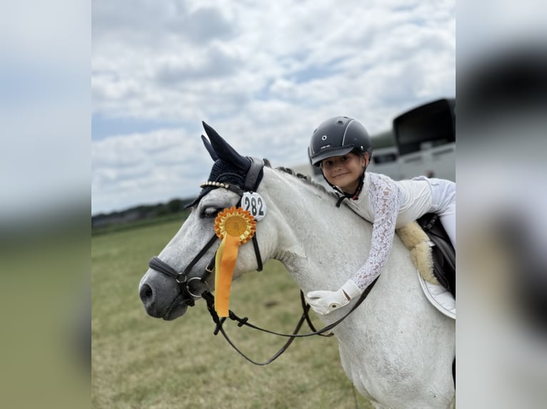 Welsh-C Stute 9 Jahre 132 cm Schimmel in Uedem