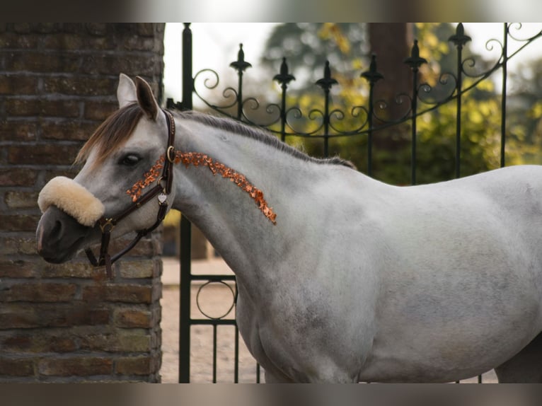 Welsh-C Stute 9 Jahre 132 cm Schimmel in Uedem