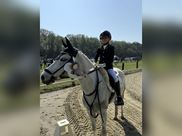 Welsh-C Stute 9 Jahre 132 cm Schimmel in Uedem
