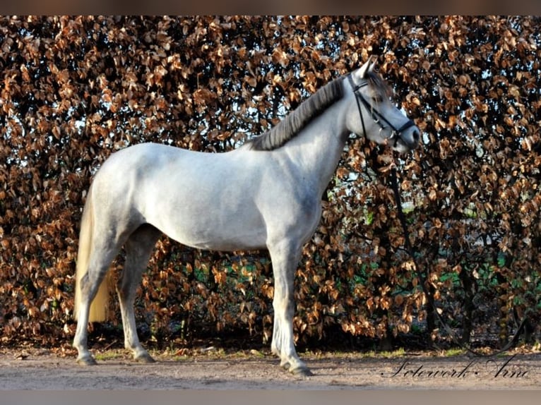 Welsh-C Stute 9 Jahre 132 cm Schimmel in Uedem