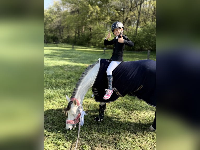 Welsh-C Stute 9 Jahre 132 cm Schimmel in Uedem