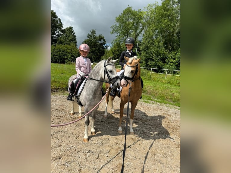 Welsh-C Stute 9 Jahre 134 cm Palomino in Nieuwe Niedorp