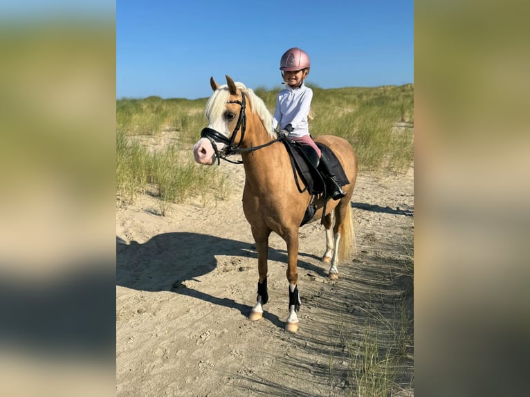 Welsh-C Stute 9 Jahre 134 cm Palomino in Nieuwe Niedorp