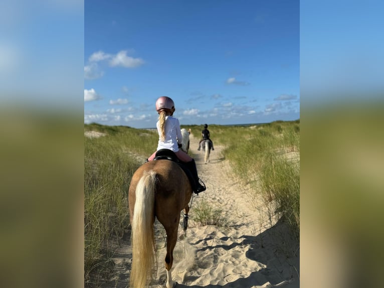 Welsh-C Stute 9 Jahre 134 cm Palomino in Nieuwe Niedorp