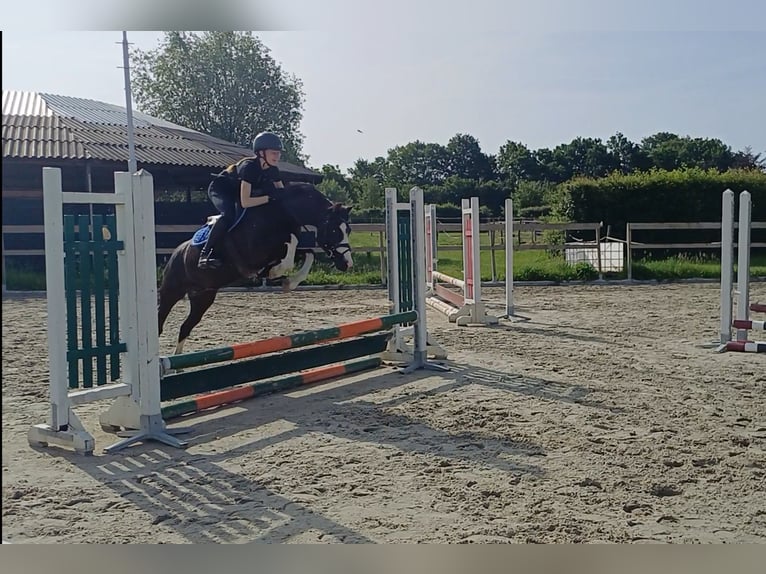 Welsh-C Stute 9 Jahre 135 cm Rappe in Ittervoort
