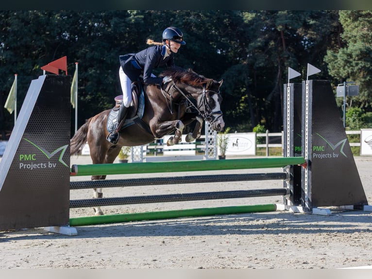 Welsh-C Stute 9 Jahre 135 cm Rappe in Ittervoort