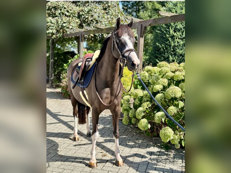 Welsh-C Stute 9 Jahre 135 cm Rappe in Ittervoort