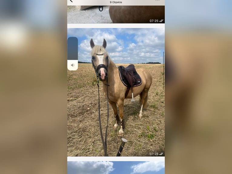 Welsh-C Stute 9 Jahre 138 cm Palomino in Langenwetzendorf