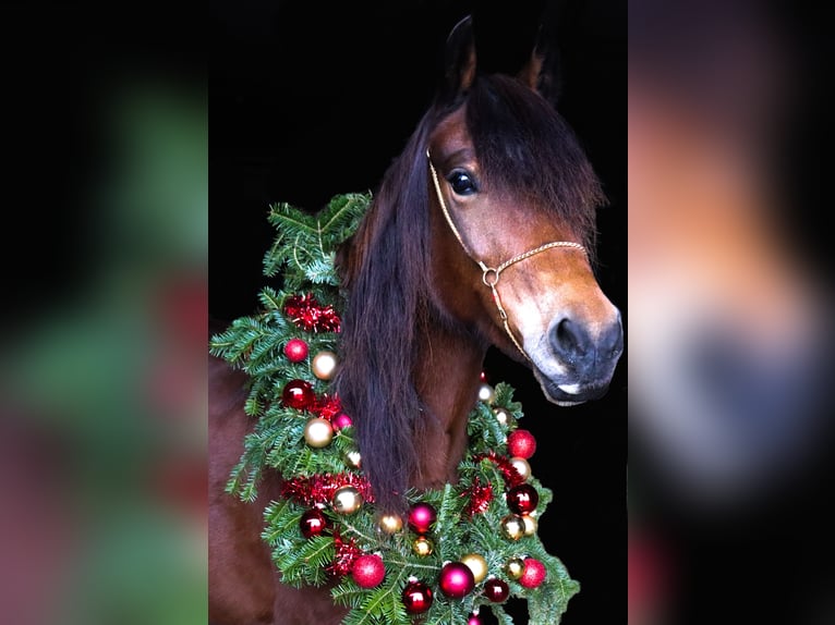 Welsh-C Stute 9 Jahre 141 cm Brauner in St.Georgen an der Leys