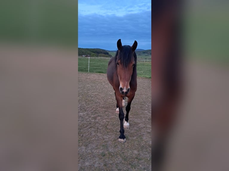 Welsh-C Stute 9 Jahre 146 cm Brauner in Hohenahr