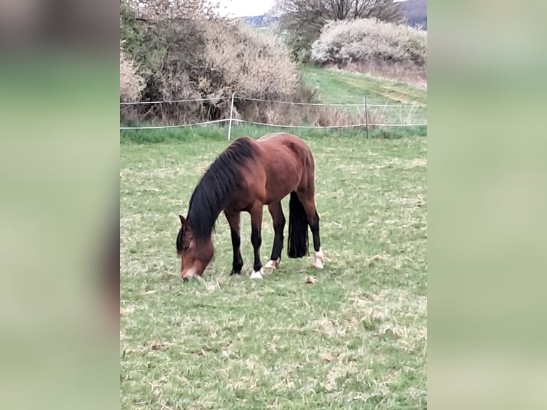 Welsh-C Stute 9 Jahre 146 cm Brauner in Hohenahr