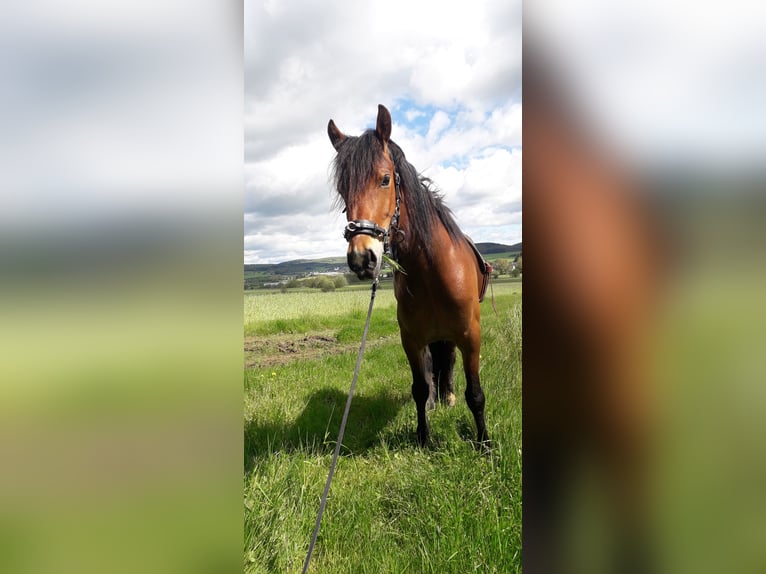 Welsh-C Stute 9 Jahre 146 cm Brauner in Hohenahr