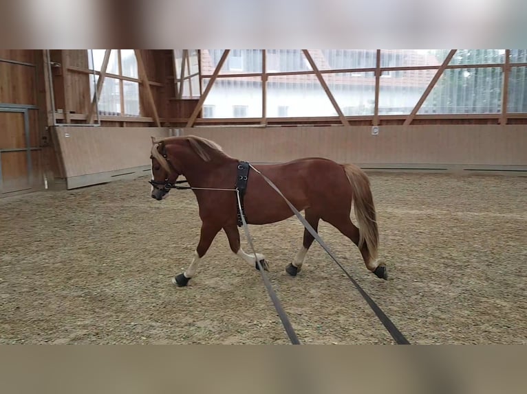 Welsh-C Wallach 10 Jahre 140 cm Fuchs in Aschaffenburg