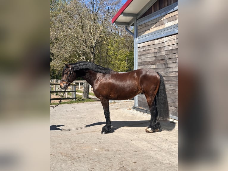 Welsh-C Wallach 10 Jahre 148 cm Dunkelbrauner in Leipzig