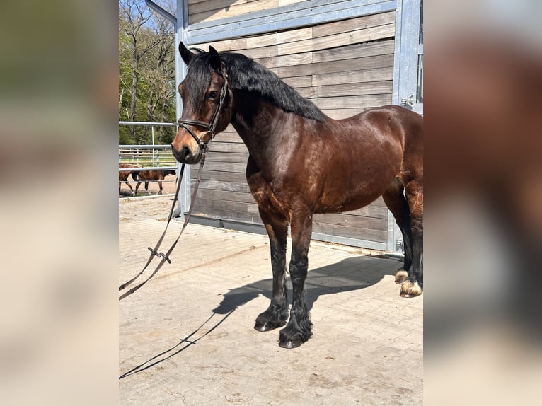Welsh-C Wallach 10 Jahre 148 cm Dunkelbrauner in Leipzig