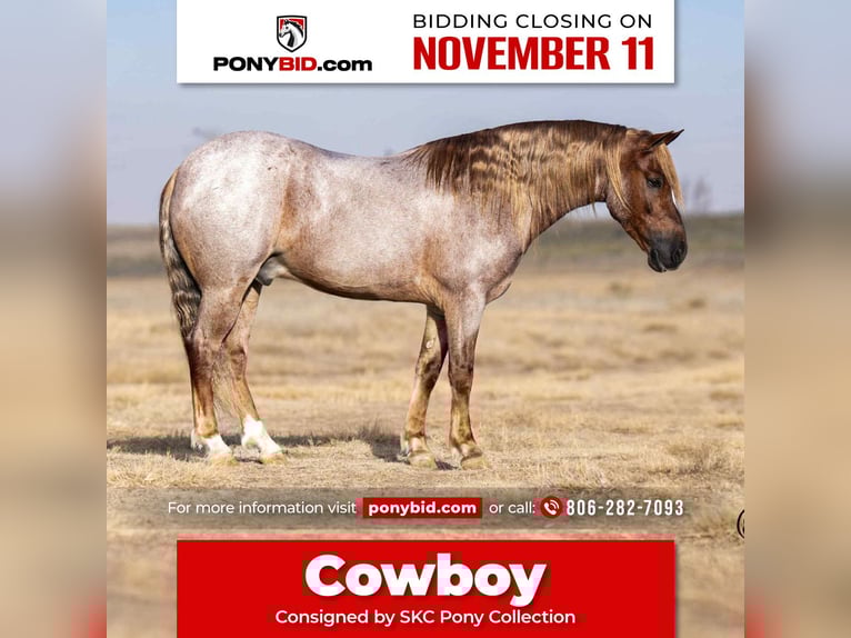 Welsh-C Wallach 11 Jahre 127 cm Roan-Red in Canyon