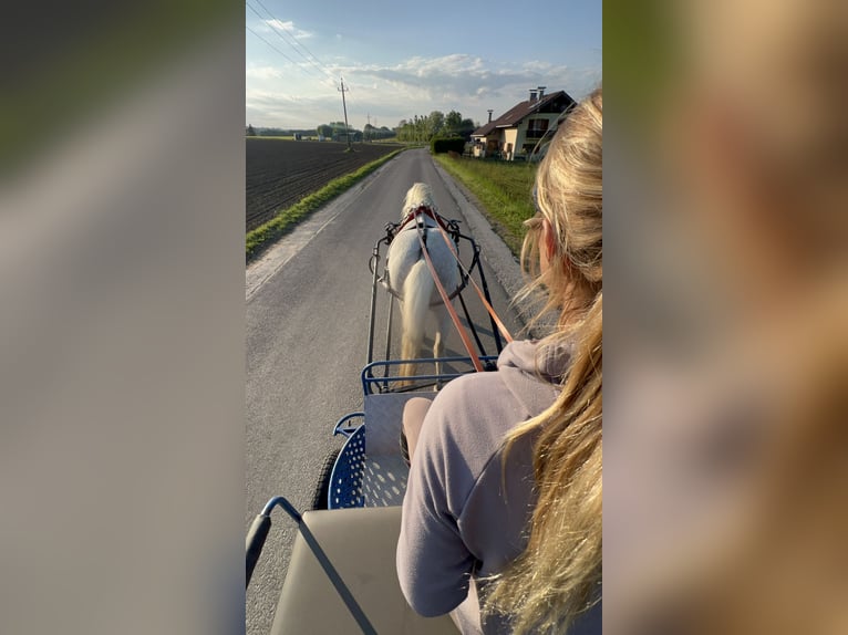 Welsh-C Wallach 11 Jahre 135 cm Apfelschimmel in Helpfau Uttendorf
