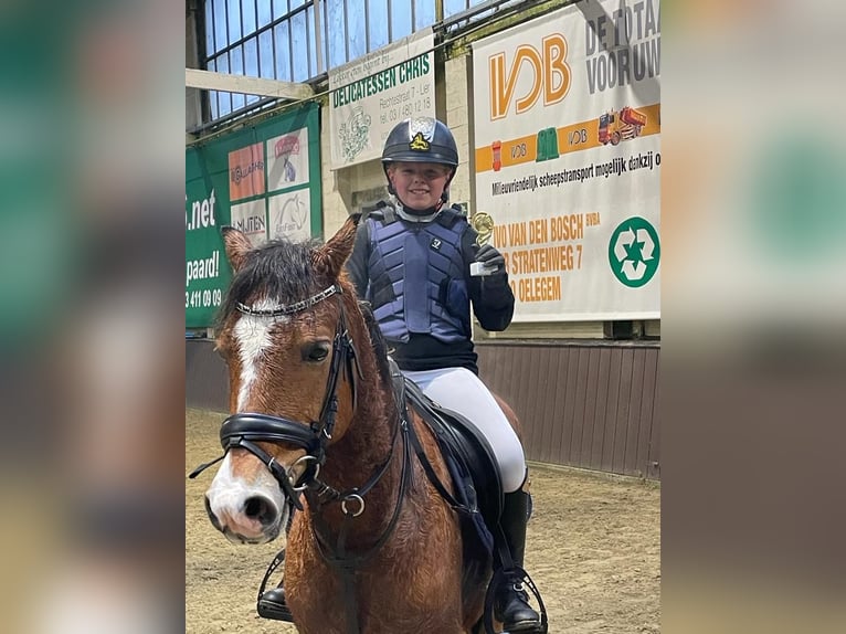 Welsh-C Wallach 11 Jahre 137 cm Hellbrauner in BERLAAR