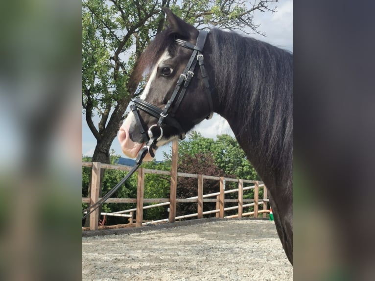 Welsh-C Wallach 12 Jahre 127 cm Rappe in Schönherrn