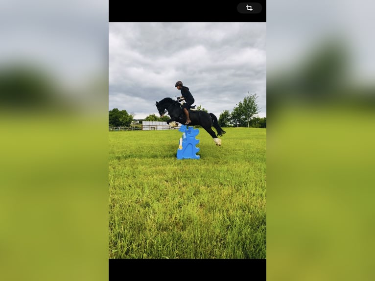 Welsh-C Wallach 12 Jahre 127 cm Rappe in Sch&#xF6;nherrn