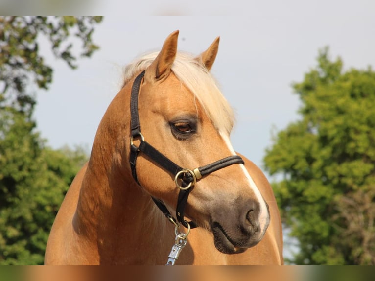 Welsh-C Wallach 12 Jahre 135 cm Palomino in Altenhausen