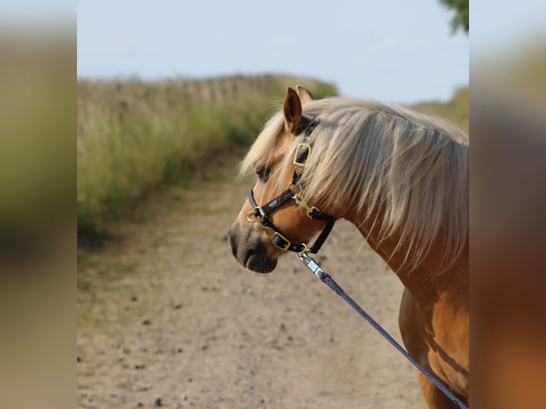 Welsh-C Wallach 12 Jahre 135 cm Palomino in Altenhausen