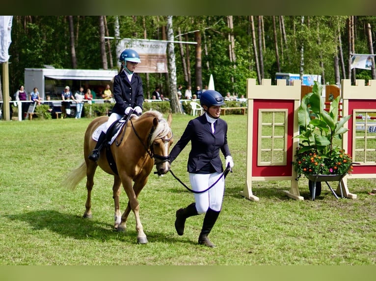 Welsh-C Wallach 12 Jahre 135 cm Palomino in Altenhausen
