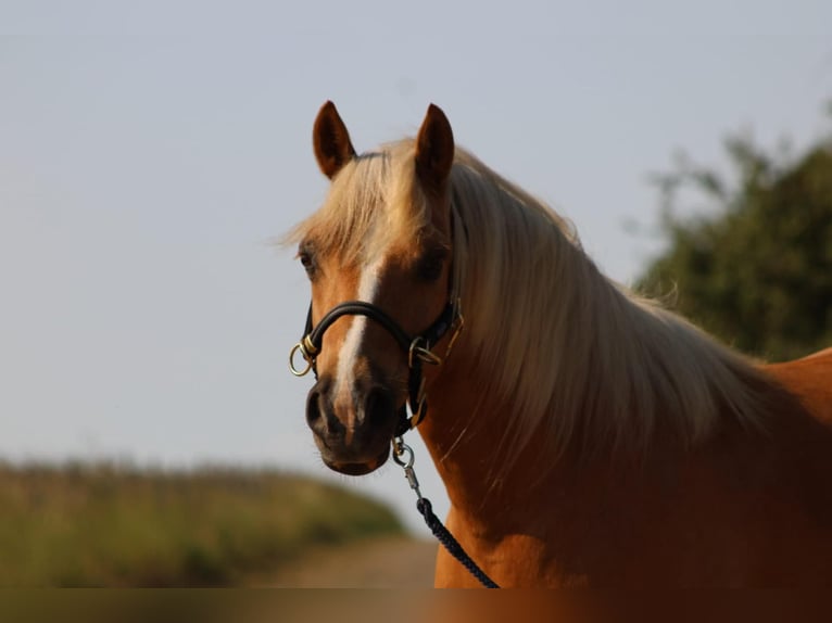 Welsh-C Wallach 12 Jahre 135 cm Palomino in Altenhausen