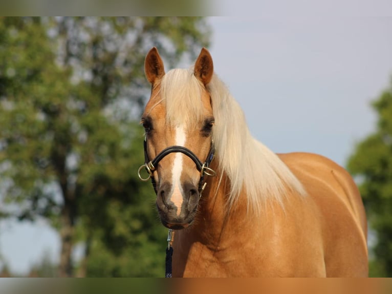 Welsh-C Wallach 12 Jahre 135 cm Palomino in Altenhausen