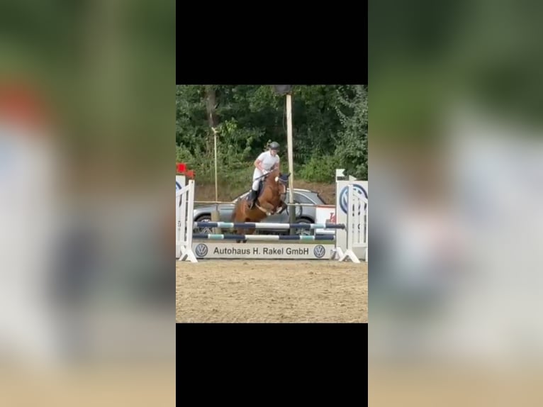 Welsh-C Wallach 12 Jahre 139 cm Dunkelfuchs in Lingen