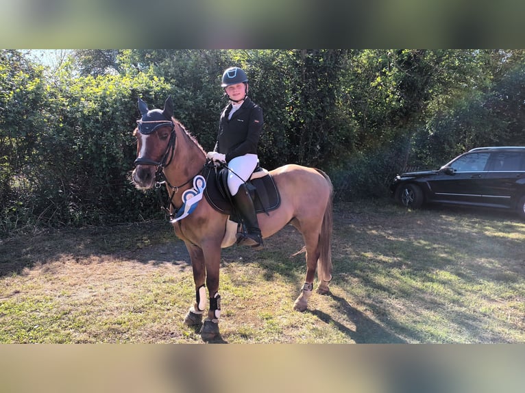 Welsh-C Wallach 12 Jahre 139 cm Dunkelfuchs in Lingen