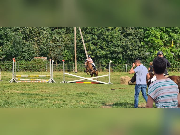 Welsh-C Wallach 12 Jahre 139 cm Dunkelfuchs in Lingen
